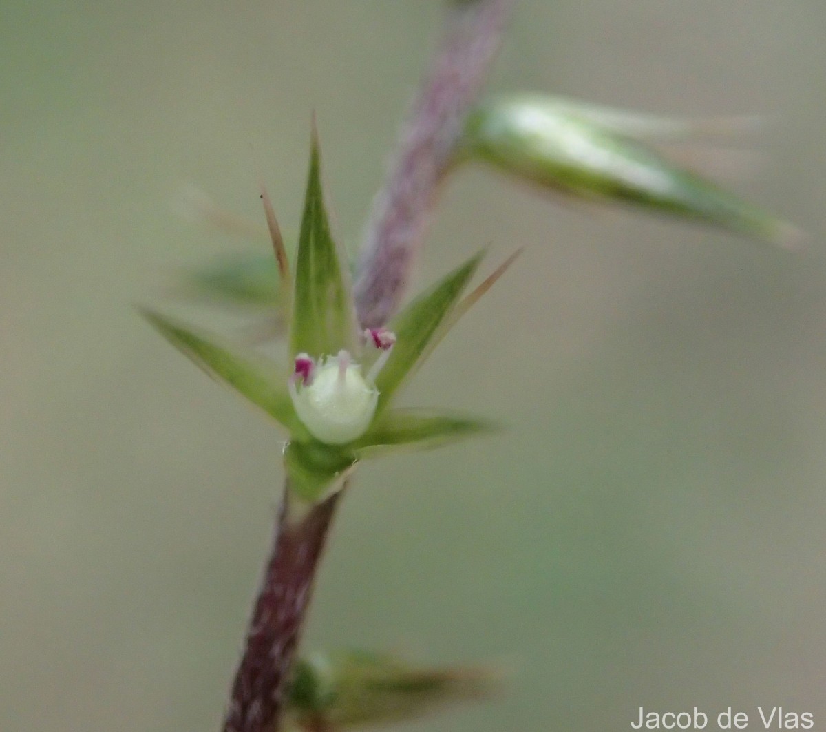 Achyranthes diandra Roxb.